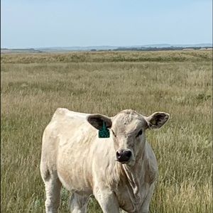 Meet your Posher, Karlee